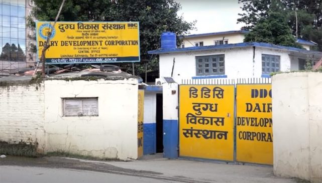 दुध उत्पादक किसानले आज डीडीसी कार्यालयमा धर्ना दिने